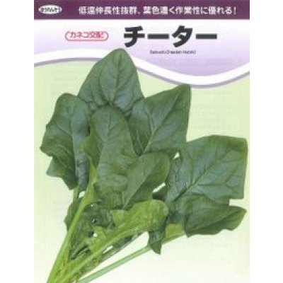 画像3: [ほうれんそう]　チーター　3万粒　カネコ種苗（株）
