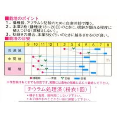 画像2: [そら豆]　千倉一寸　1L　渡辺農事（株）
