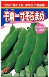 [そら豆]　千倉一寸　1L　渡辺農事（株）