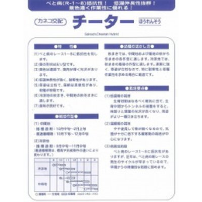 画像2: [ほうれんそう]　チーター　3万粒　カネコ種苗（株）