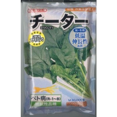 画像1: [ほうれんそう]　チーター　3万粒　カネコ種苗（株）