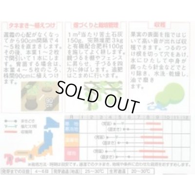 画像2: 送料無料　特大ひょうたん　約6粒　(株)サカタのタネ　実咲250（002866）