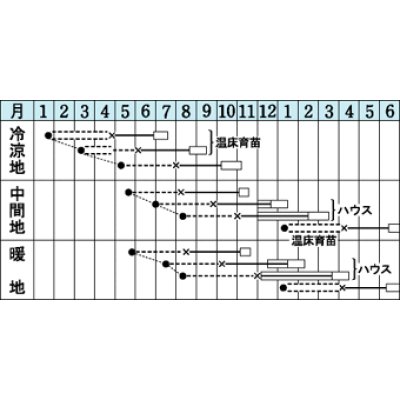 画像2: [葉物]　セルリー　トップセラー　0.7ml　タキイ種苗（株）　RF　