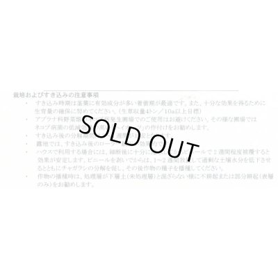 画像4: [緑肥] チャガラシ 辛神 500g 雪印種苗(株)