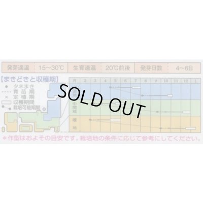 画像2: 送料無料　[キャベツ]　コールラビ　グランドデューク　1.3ml　タキイ種苗(株)　RF