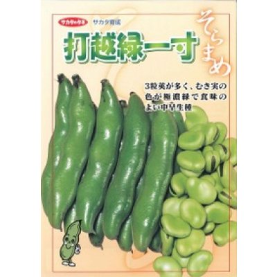 画像2: 送料無料　[そら豆]　打越緑一寸　1dl(およそ25粒)　(株)サカタのタネ