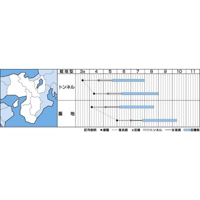 画像2: [キュウリ]　Vロード  350粒　タキイ種苗（株）