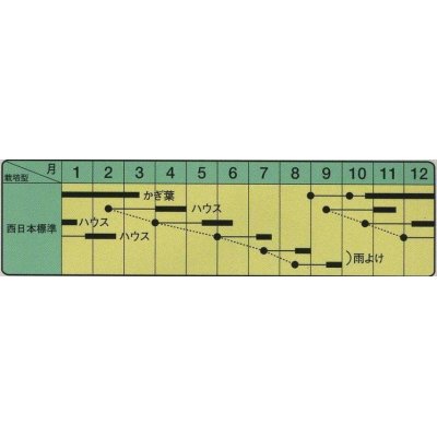 画像3: [葉物]　わさび菜　コート5千粒　  中原採種場（株）