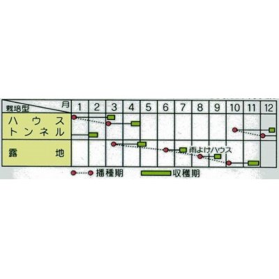 画像2: [葉物]　みず菜　 早生水天　約1200粒　サカタ交配　実咲