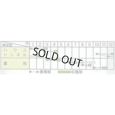 画像2: 送料無料　みず菜　早生水天　約1200粒　(株)サカタのタネ　実咲350（002964）