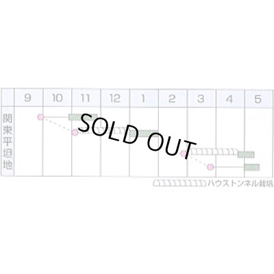 画像2: 送料無料　[小松菜]　よかった菜Ｇ　1L　カネコ種苗（株）