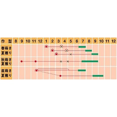 画像2: [ねぎ]　吉蔵　20ml　武蔵野種苗園