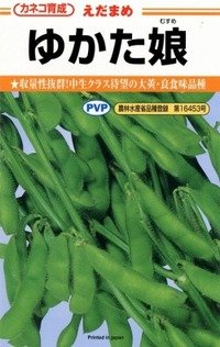 [枝豆]　ゆかた娘　100粒　カネコ種苗