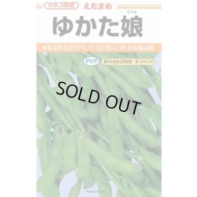 画像1: 送料無料　[枝豆]　ゆかた娘　100粒　カネコ種苗