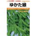画像1: 送料無料　[枝豆]　ゆかた娘　100粒　カネコ種苗 (1)