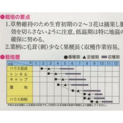 画像2: [ズッキーニ]　ゼルダ・ネロ　100粒　トキタ種苗（株）