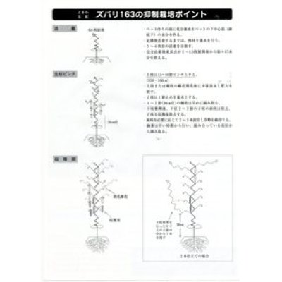 画像3: [キュウリ]　ズバリ163　350粒　（株）（株）ときわ研究場