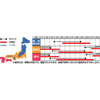 画像2: [葉物]　はまみなとべかな　 　サカタのタネ（株）