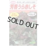 送料無料　[葉物]　赤しそ　芳香うら赤しそ　5ml　松永種苗(株)