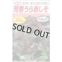 送料無料　[葉物]　赤しそ　芳香うら赤しそ　5ml　松永種苗(株)