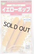 送料無料　[とうもろこし]　ポップコーン　イエローポップ　約75粒　(株)サカタのタネ　実咲350（002892）