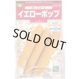 送料無料　[とうもろこし]　ポップコーン　イエローポップ　約75粒　(株)サカタのタネ　実咲350（002892）