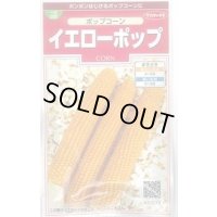 送料無料　[とうもろこし]　ポップコーン　イエローポップ　約75粒　(株)サカタのタネ　実咲350（002892）