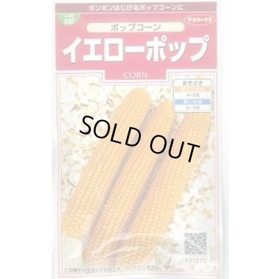 画像1: 送料無料　[とうもろこし]　ポップコーン　イエローポップ　約75粒　(株)サカタのタネ　実咲350（002892）