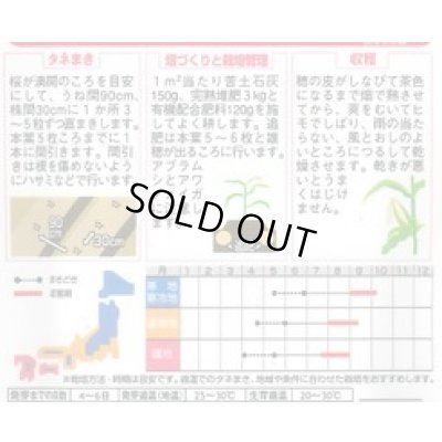 画像2: 送料無料　[とうもろこし]　ポップコーン　イエローポップ　約75粒　(株)サカタのタネ　実咲350（002892）