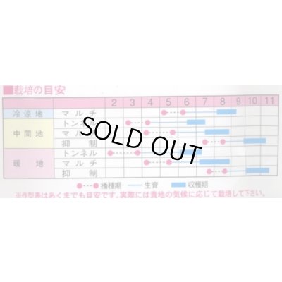 画像2: 送料無料　[とうもろこし]　あまいんです88　200粒　渡辺農事(株)