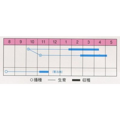 画像2: 送料無料　[葉物]　黄からし菜　20ml