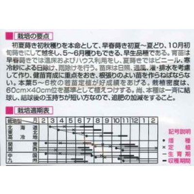 画像2: 送料無料　[キャベツ]　金力甘藍　1ml　（株）大和農園