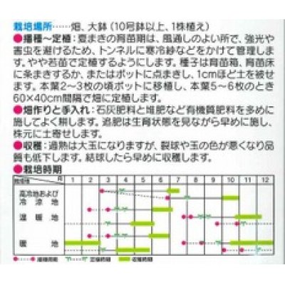 画像2: [キャベツ]　金系201号　約65粒　サカタ交配　　実咲