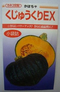 [かぼちゃ]　くじゅうくりEX南瓜　50粒　カネコ交配