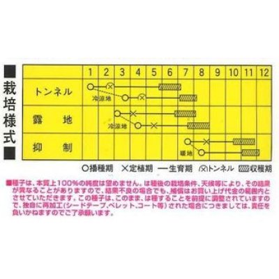 画像3: 送料無料　[かぼちゃ]　くじゅうくりEX南瓜　100粒　カネコ交配