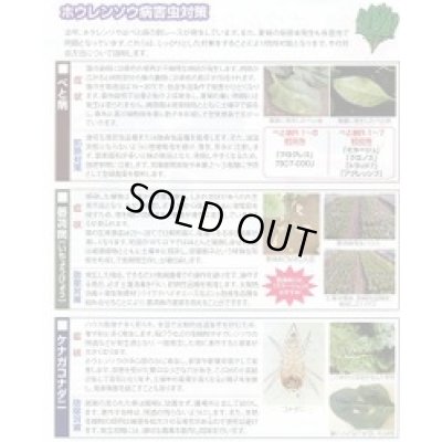 画像2: [ほうれんそう]　まほろば法蓮草　1L　（株）サカタのタネ