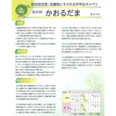 画像2: 送料無料　[キャベツ]　かおるだま　コート5千粒　（株）サカタのタネ