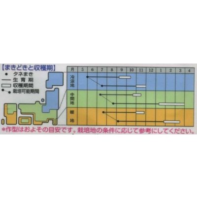画像2: 送料無料　[人参]　夏蒔鮮紅五寸　20ml　タキイ種苗