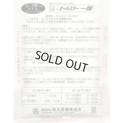 画像3: [台木/キュウリ用] オールスター一輝 20粒 （株）埼玉原種育成会