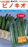 送料無料　[キュウリ]　ピノキオ　20粒　カネコ交配