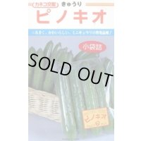 送料無料　[キュウリ]　ピノキオ　20粒　カネコ種苗（株）