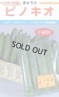 送料無料　[キュウリ]　ピノキオ　20粒　カネコ種苗（株）