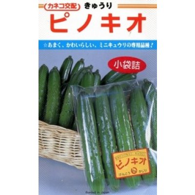 画像1: 送料無料　[キュウリ]　ピノキオ　20粒　カネコ交配