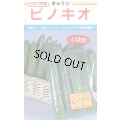 画像1: 送料無料　[キュウリ]　ピノキオ　20粒　カネコ種苗（株）