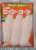 送料無料[とうもろこし]　ロイシーコーン　(株)　2000粒　渡辺農事