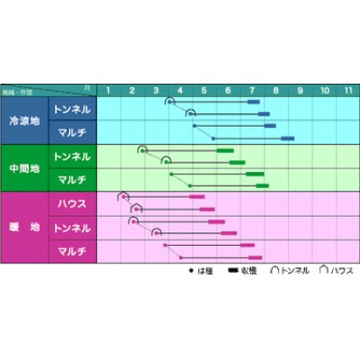 画像2: [とうもろこし]　サニーショコラ　200粒　ヴィルモランみかど