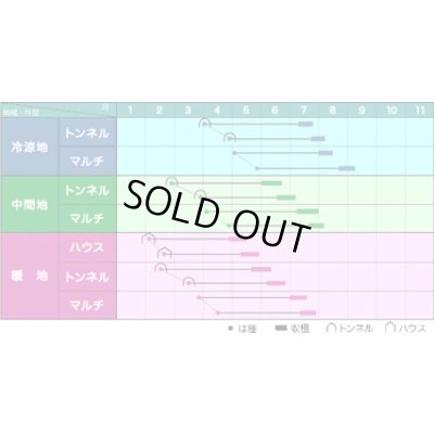 画像2: 送料無料　[とうもろこし]　サニーショコラ　200粒　ヴィルモランみかど（株）