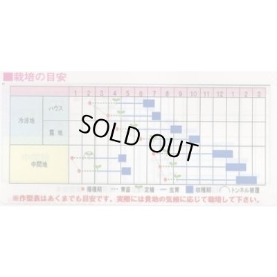 画像2: 送料無料　[カリフラワー]　スパイラル　1000粒（コートしてません。）　渡辺農事（株）