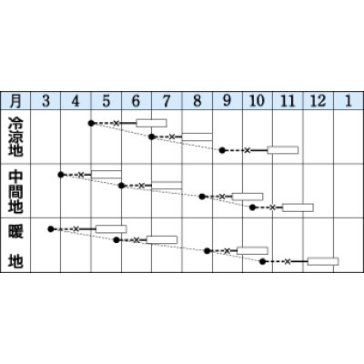 画像2: [レタス]　チマサンチュ 赤葉種　20ml　タキイ種苗