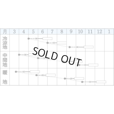 画像2: 送料無料　[レタス]　チマサンチュ　赤葉種　20ml　タキイ種苗